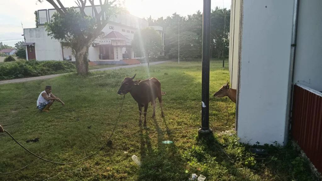 Rayakan Idul Adha 1446 H Museum Sembelih 2 Ekor Sapi