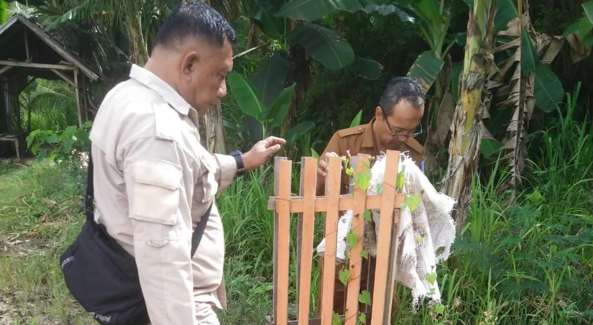 Tanggung Jawab, BPBD Gorontalo Tinjau Perkembangan 30 Bibit Pohon Ditanam di Jalan Gorr