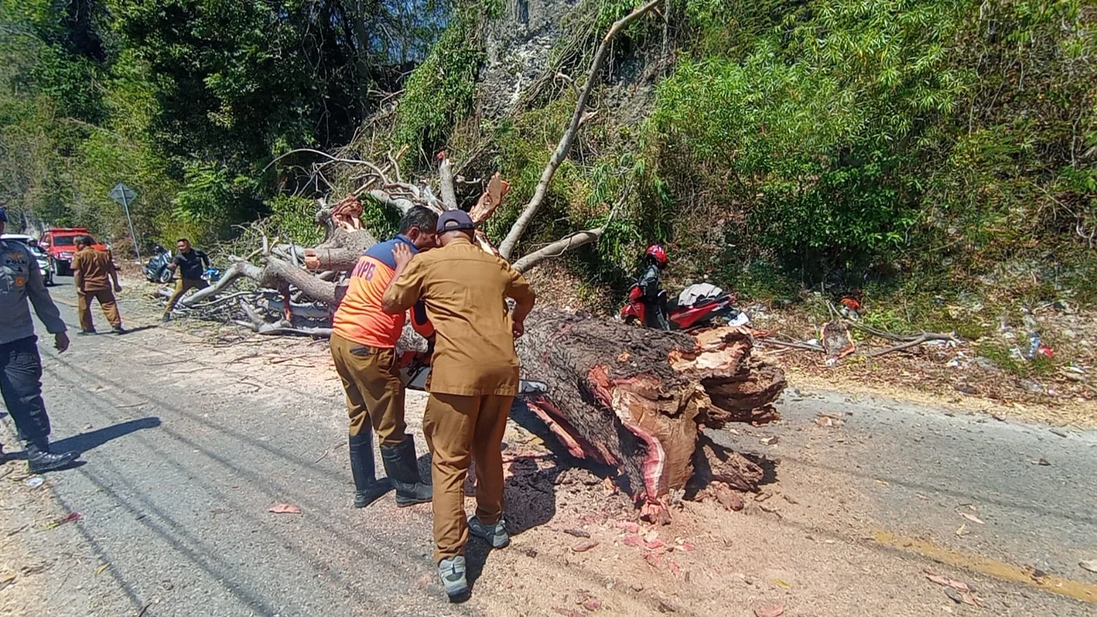 BPBD Provinsi, Polri dan Warga Gorontalo Gercep Bersihkan Pohon Tumbang di Jalan Trans Sulawesi Kabila Bone