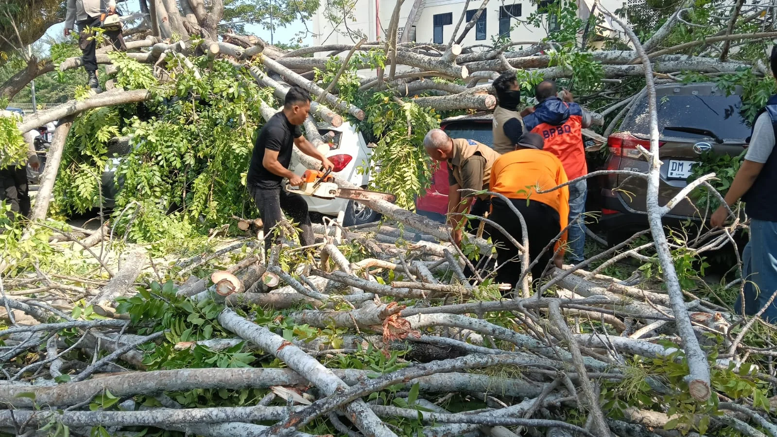 BPBD Gorontalo dan Tim Gabungan Tangani Pohon Tumbang Timpa Mobil di Gelora Nani Wartabone