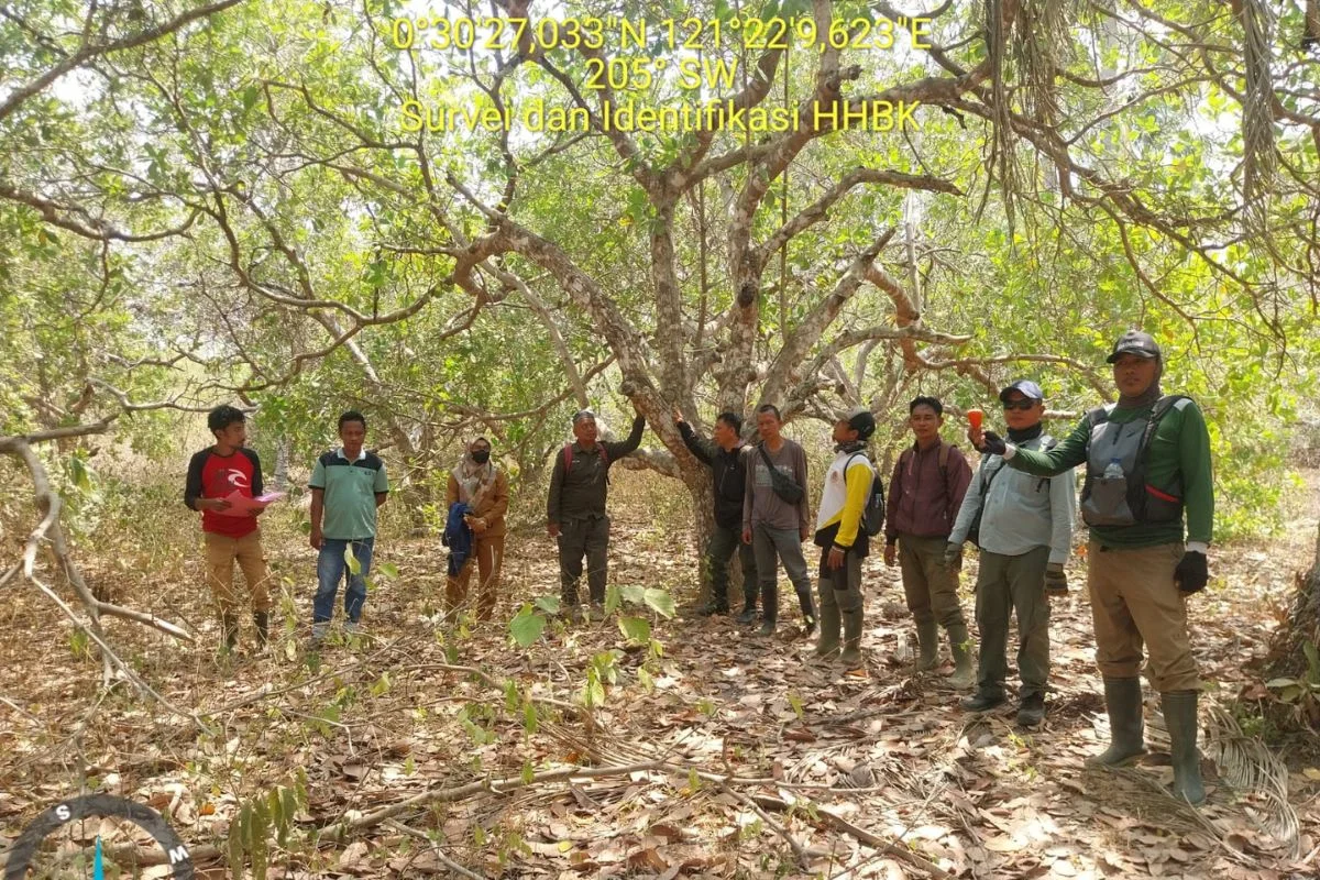 KPH Gorontalo Barat Sisir Potensi HHBK di Tiga Desa, Dorong Ekonomi Masyarakat Lewat Perhutanan Sosial